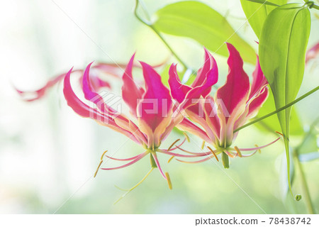 Gloriosa (fox lily) June Gloriosa (fox lily) June 78438742