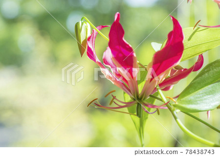 Gloriosa（狐狸百合）六月 78438743