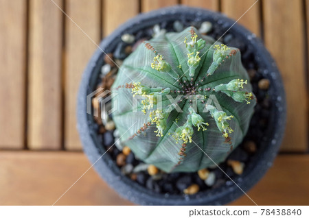 帶黃色花朵的 Obesa 帶黃色花朵的 Obesa 78438840