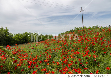 Bright blooming red poppies in countryside under power line poles 78439006