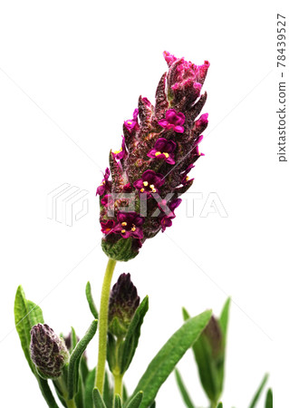 French lavender bandera 78439527