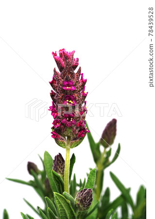 法國薰衣草班德拉 法國薰衣草班德拉 78439528