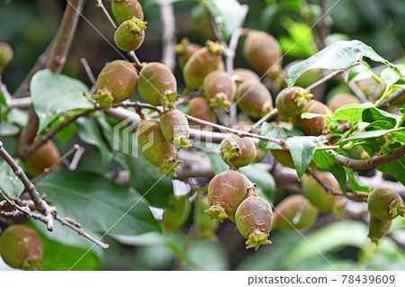 一個rhubai的果子 一個rhubai的果子 78439609