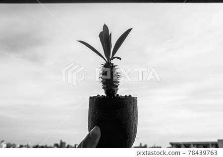 Euphorbia pakipodioides Euphorbia pakipodioides 78439763