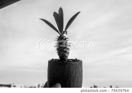 Euphorbia pakipodioides Euphorbia pakipodioides 78439764