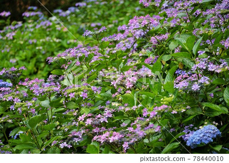 Hydrangea in full bloom in the forest of Nihonmatsuji Hydrangea, Itako City, Ibaraki Prefecture. Hydrangea in full bloom in the forest of Nihonmatsuji Hydrangea, Itako City, Ibaraki Prefecture. 78440010
