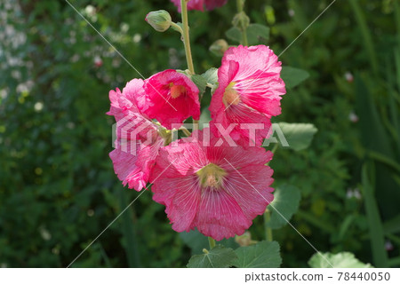 蜀葵紅花【綠底】 蜀葵紅花【綠底】 78440050