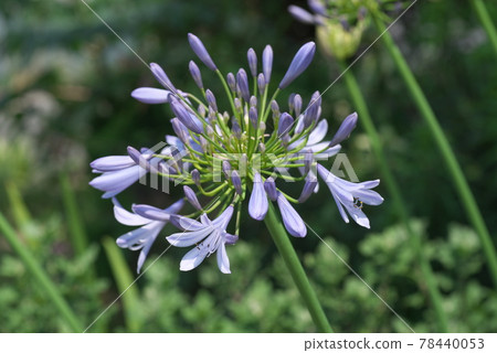 Purple flower of agapanthus [green background] 78440053