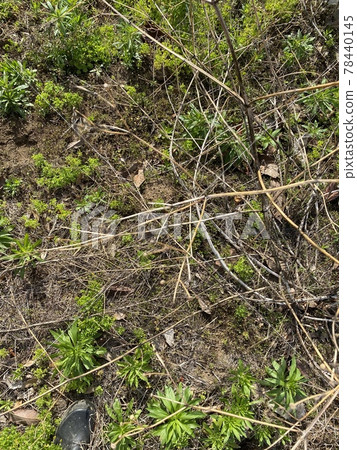 Image material of tall grass and weeds growing in a rough field Image material of tall grass and weeds growing in a rough field 78440145
