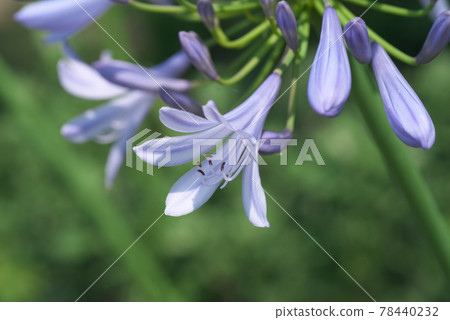 百合紫花開[綠底] 78440232