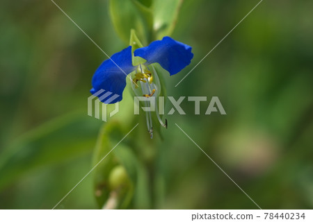 Blue and white pottery of Commelina communis [green background] 78440234