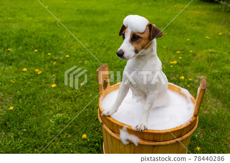 The dog is washed in a wooden tub outdoors. jack russell terrier take a bubble bath in the backyard lawn The dog is washed in a wooden tub outdoors. jack russell terrier take a bubble bath in the backyard lawn 78440286