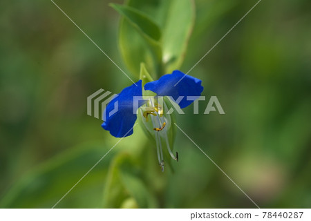 Commelina community 青花陶【綠底】 78440287