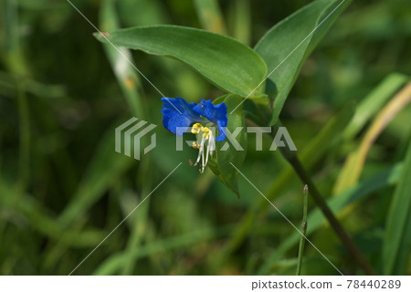 Commelina community [綠色背景] 78440289