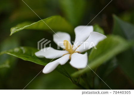 Gardenia flowers Gardenia flowers 78440305