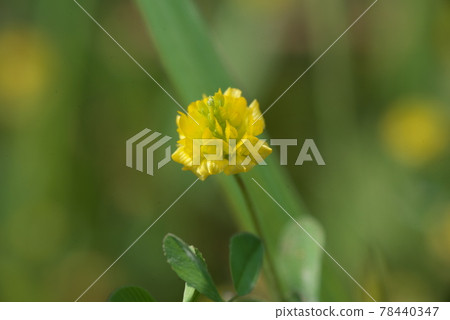 Lesser trefoil yellow flowers up [green background] 78440347