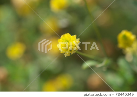 Lesser trefoil yellow flowers up [green background] 78440349
