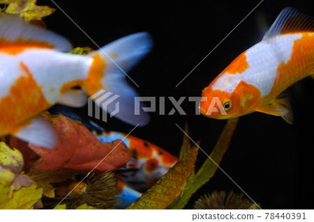 Goldfish in the aquarium Yamatokoriyama 78440391