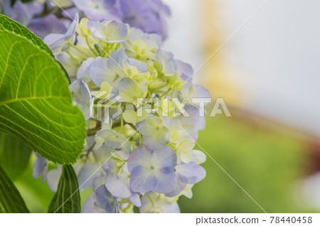 淡紫色繡球花 淡綠色繡球花 藍色繡球花 白色繡球花 淡紫色繡球花 淡綠色繡球花 藍色繡球花 白色繡球花 78440458