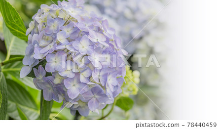 淡紫色繡球花 淡綠色繡球花 藍色繡球花 白色繡球花 淡紫色繡球花 淡綠色繡球花 藍色繡球花 白色繡球花 78440459