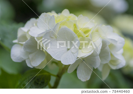 淡紫色繡球花 淡綠色繡球花 藍色繡球花 白色繡球花 淡紫色繡球花 淡綠色繡球花 藍色繡球花 白色繡球花 78440460