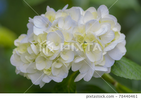 淡紫色繡球花 淡綠色繡球花 藍色繡球花 白色繡球花 淡紫色繡球花 淡綠色繡球花 藍色繡球花 白色繡球花 78440461