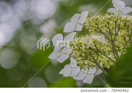 淡紫色繡球花 淡綠色繡球花 藍色繡球花 白色繡球花 淡紫色繡球花 淡綠色繡球花 藍色繡球花 白色繡球花 78440462