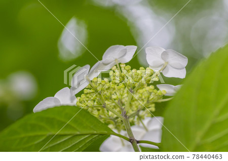 淡紫色繡球花 淡綠色繡球花 藍色繡球花 白色繡球花 淡紫色繡球花 淡綠色繡球花 藍色繡球花 白色繡球花 78440463