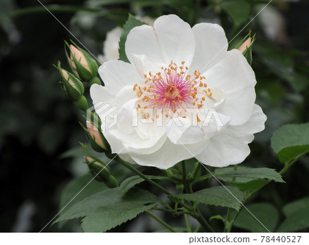 Hanaasobi 春天玫瑰開花 Jacqueline du Pré Ozato,熊本縣阿蘇市 Hanaasobi 春天玫瑰開花 Jacqueline du Pré Ozato,熊本縣阿蘇市 78440527