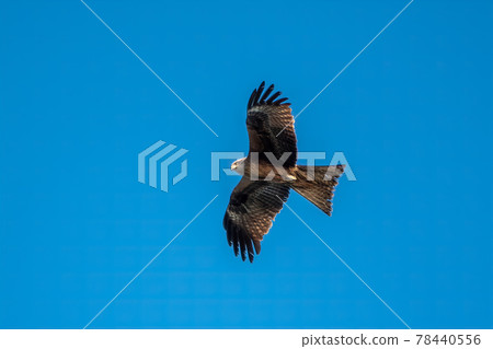 The bird of prey Black Kite flying in blue Sky The bird of prey Black Kite flying in blue Sky 78440556