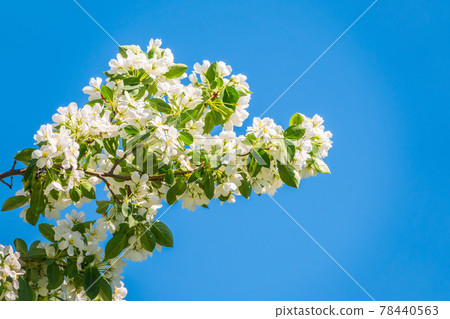 Apple tree branches with white flowers on a background of blue clear sky. Apple tree branches with white flowers on a background of blue clear sky. 78440563