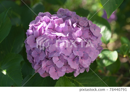 繡球紫花起來【綠底】 繡球紫花起來【綠底】 78440791