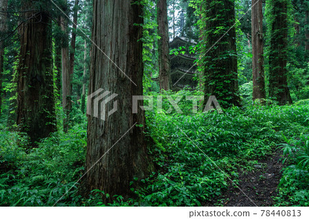 雪松林後的五層寶塔 78440813