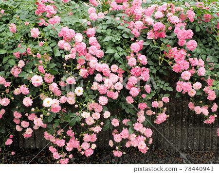 Hana Asomi Spring rose flowering Pink and white roses all over the stone wall Ozato, Aso City, Kumamoto Prefecture 78440941