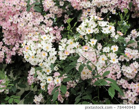 Hana Asomi Spring rose flowering Pink and white roses all over the stone wall Ozato, Aso City, Kumamoto Prefecture 78440943