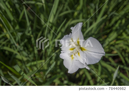 White irises of Shokakuji 78440982
