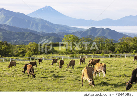 Kiyosato Plateau in the morning Jersey ranch cow early summer May 78440983
