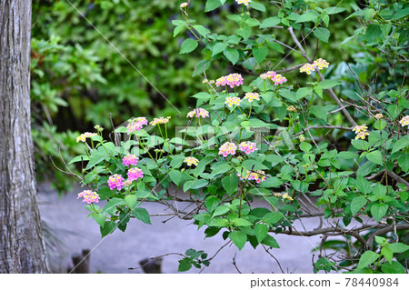 Lantana flowers in full bloom Lantana flowers in full bloom 78440984