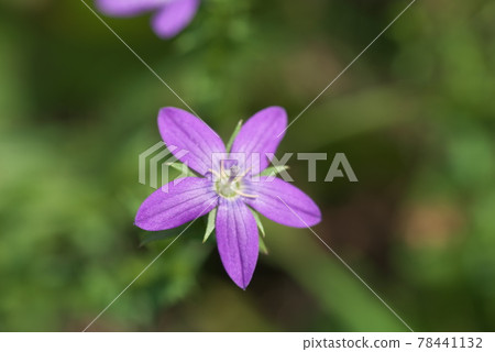 Triodanis biflora up [green background] 78441132