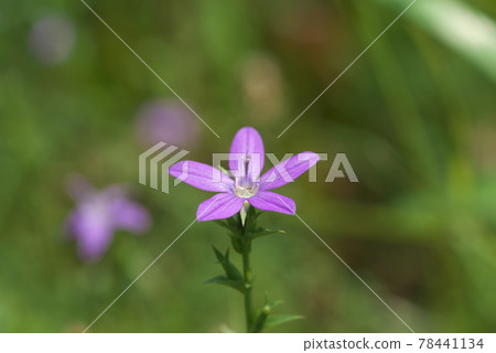 Triodanis biflora up [綠色背景] 78441134