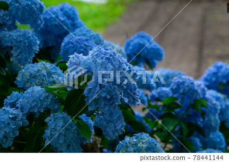 以領域為背景的藍色繡球花 以領域為背景的藍色繡球花 78441144