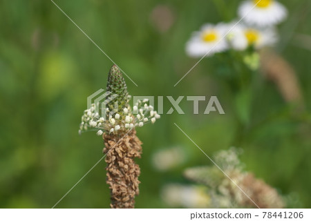 Ribwort plantain up [green background] 78441206