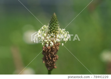 Ribwort 車前草 [綠色背景] 78441220