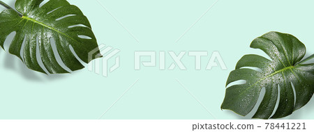 Monstera leaves. Tropical summer image Monstera leaves. Tropical summer image 78441221
