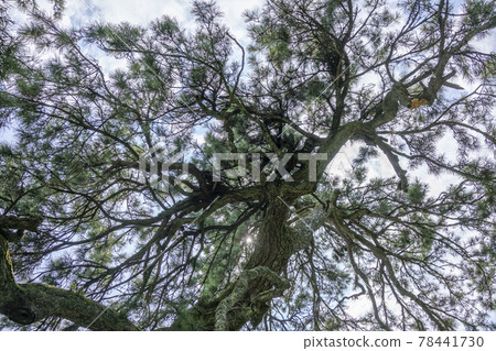 天橋立松 78441730