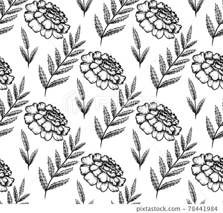 Seamless monochrome pattern with botanical sketch of marigold flower and branch with leaves. Vector textile with floral natural drawing. Fabric with outline pencil image Seamless monochrome pattern with botanical sketch of marigold flower and branch with leaves. Vector textile with floral natural drawing. Fabric with outline pencil image 78441984