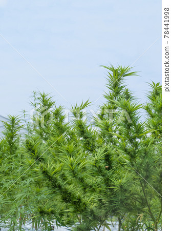 Marijuana or hemp tree seedlings on an outdoor agricultural farm, Herbs for alternative treatment Marijuana or hemp tree seedlings on an outdoor agricultural farm, Herbs for alternative treatment 78441998