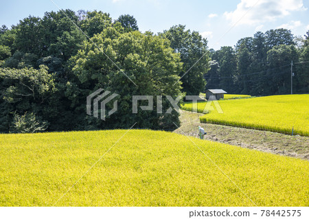 葛城古道 葛城古道 78442575