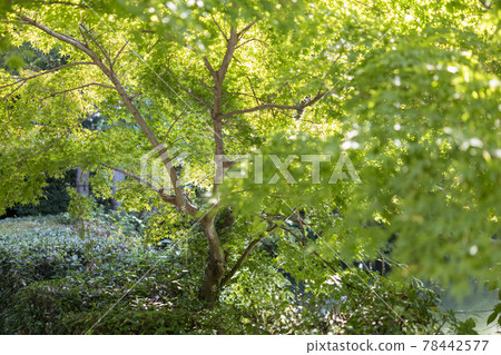 葛城古道高鴨神社 葛城古道高鴨神社 78442577