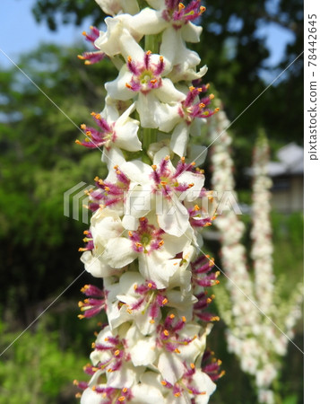 Flowers of the naturalized plant "Shirobanamouzuika" native to Europe, North Africa, etc. Flowers of the naturalized plant "Shirobanamouzuika" native to Europe, North Africa, etc. 78442645